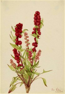 Mary Vaux Walcott - Strawberry-Blite (Chenopodium capitatum) - 1970.355.686 - Smithsonian American Art Museum