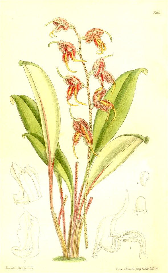 Masdevallia pachyura - Curtis' 137 (Ser. 4 no. 7) pl. 8361 (1911)