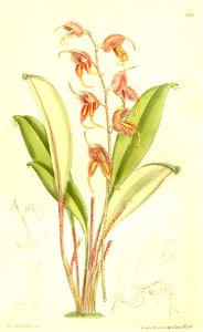 Masdevallia pachyura - Curtis' 137 (Ser. 4 no. 7) pl. 8361 (1911)