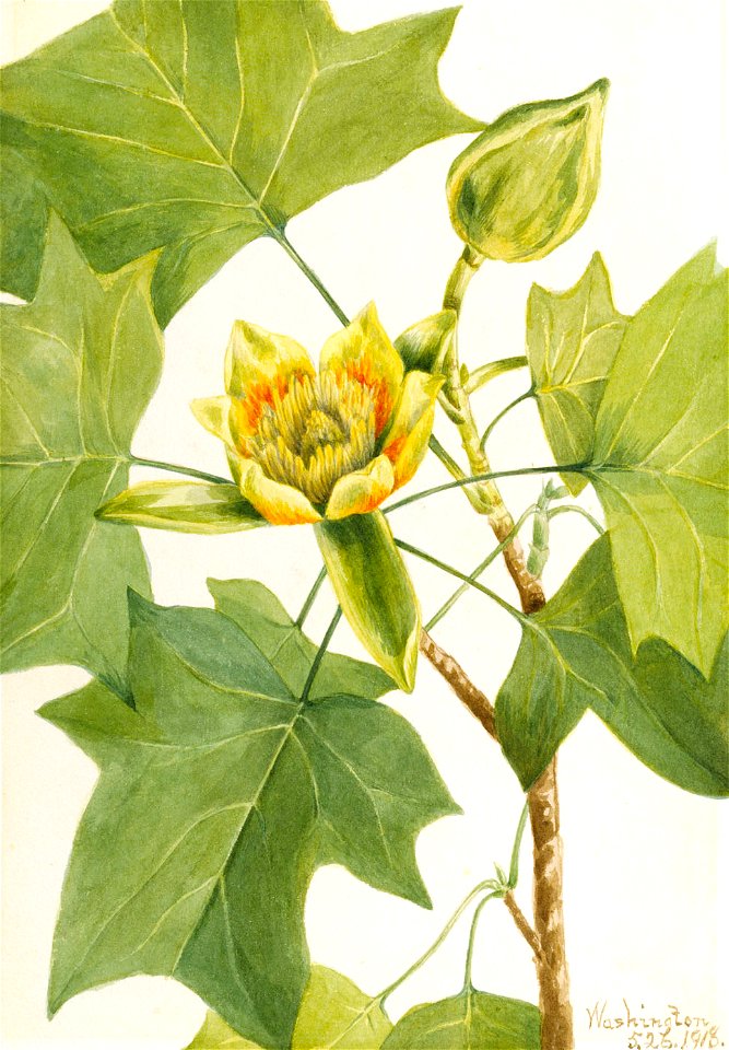 Mary Vaux Walcott - Tuliptree (Liriodendron tulipifera) - 1970.355.386 - Smithsonian American Art Museum