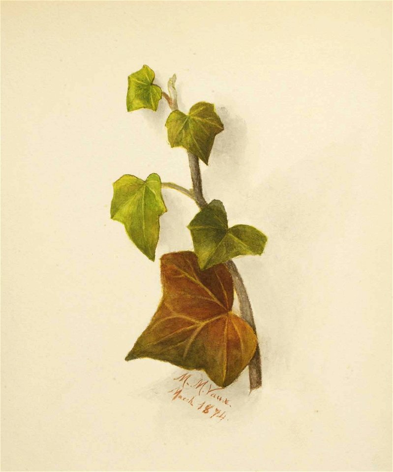 Mary Vaux Walcott - Untitled (Ivy) - 1970.355.776 - Smithsonian American Art Museum