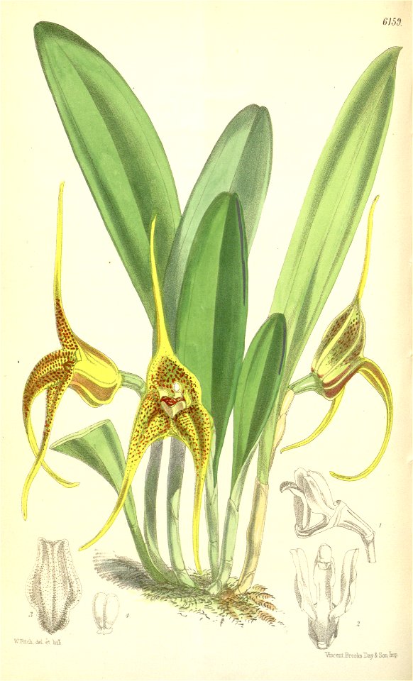 Masdevallia peristeria - Curtis' 101 (Ser. 3 no. 31) pl. 6159 (1875). Free illustration for personal and commercial use.