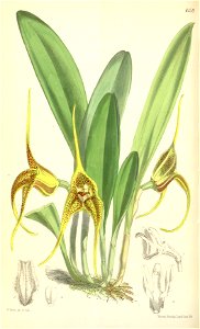 Masdevallia peristeria - Curtis' 101 (Ser. 3 no. 31) pl. 6159 (1875). Free illustration for personal and commercial use.