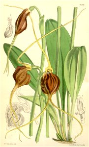 Masdevallia trochilus (as Masdevallia ephippium) - Curtis' 102 (Ser. 3 no. 32) pl. 6208 (1876). Free illustration for personal and commercial use.