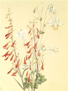 Mary Vaux Walcott - Untitled-Flower Study - 1970.355.112 - Smithsonian American Art Museum