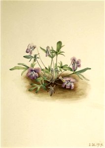 Mary Vaux Walcott - Southern Coast Violet (Viola septemloba) - 1970.355.480 - Smithsonian American Art Museum