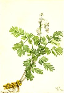 Mary Vaux Walcott - Squirrel Corn (Bikukulla canadensis) - 1970.355.474 - Smithsonian American Art Museum