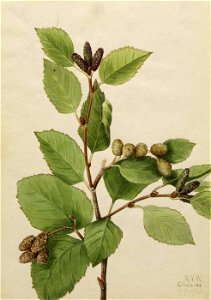 Mary Vaux Walcott - Western Green Alder (Alnus sinuata) - 1970.355.524 - Smithsonian American Art Museum