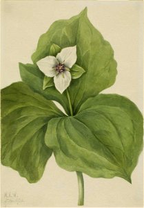 Mary Vaux Walcott - Wax Trillium (Trillium album) - 1970.355.671 - Smithsonian American Art Museum