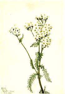 Mary Vaux Walcott - Western Yarrow (Achillea lanulosa) - 1970.355.489 - Smithsonian American Art Museum