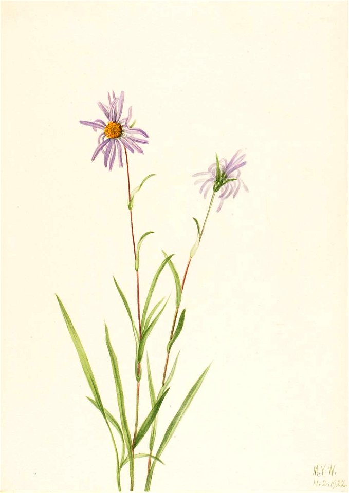 Mary Vaux Walcott - Swamp Aster (Aster paludosus) - 1970.355.124 - Smithsonian American Art Museum