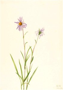 Mary Vaux Walcott - Swamp Aster (Aster paludosus) - 1970.355.124 - Smithsonian American Art Museum
