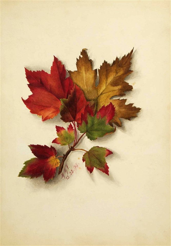 Mary Vaux Walcott - Untitled (Autumn Leaves) - 1970.355.780 - Smithsonian American Art Museum