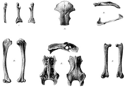 Mascarenotus murivorus