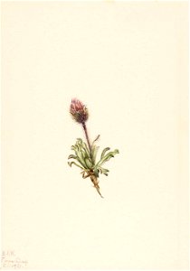 Mary Vaux Walcott - Woolly Fleabane (Erigeron lanatus) - 1970.355.123 - Smithsonian American Art Museum. Free illustration for personal and commercial use.