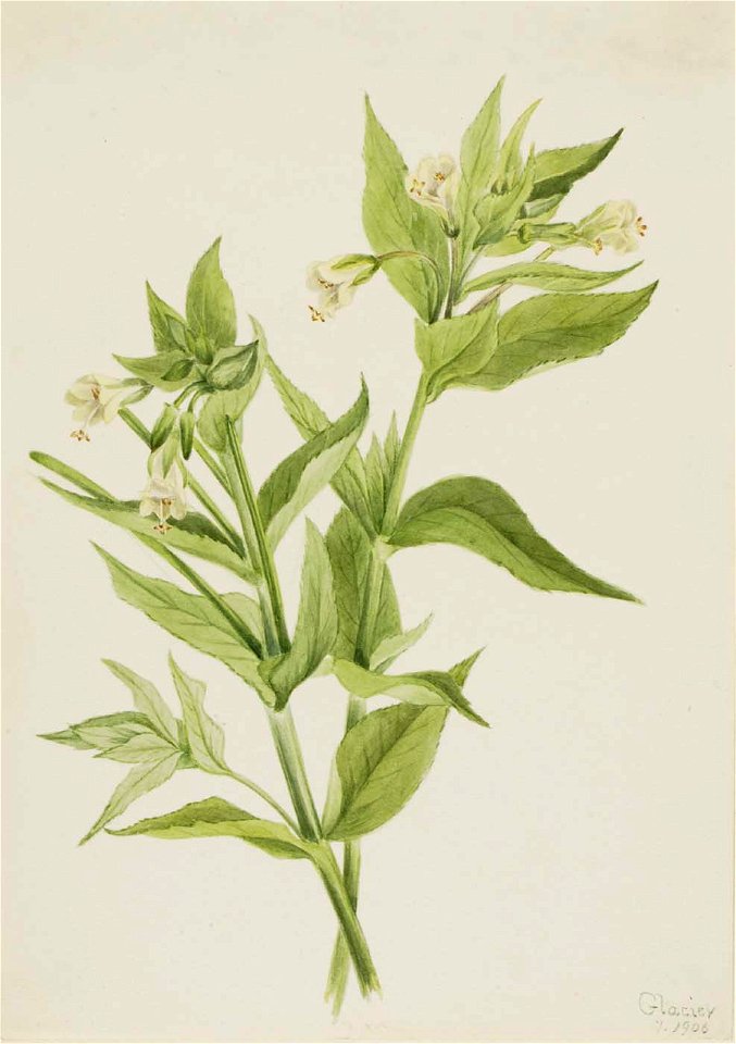 Mary Vaux Walcott - Yellow Willow-Weed (Epilobium lutem) - 1970.355.637 - Smithsonian American Art Museum