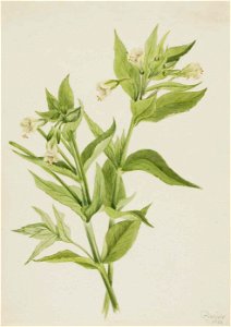 Mary Vaux Walcott - Yellow Willow-Weed (Epilobium lutem) - 1970.355.637 - Smithsonian American Art Museum