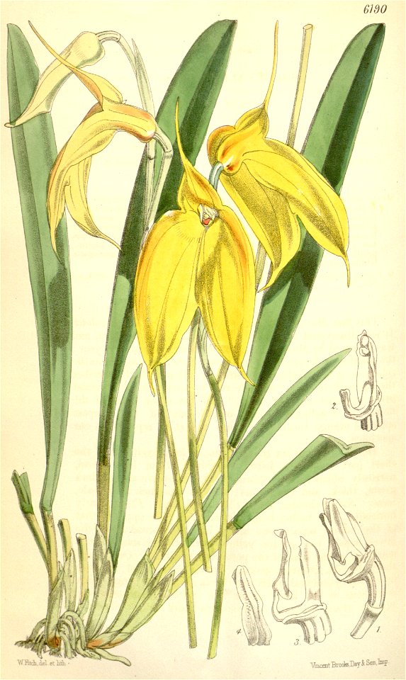 Masdevallia davisii - Curtis' 101 (Ser. 3 no. 31) pl. 6190 (1875)