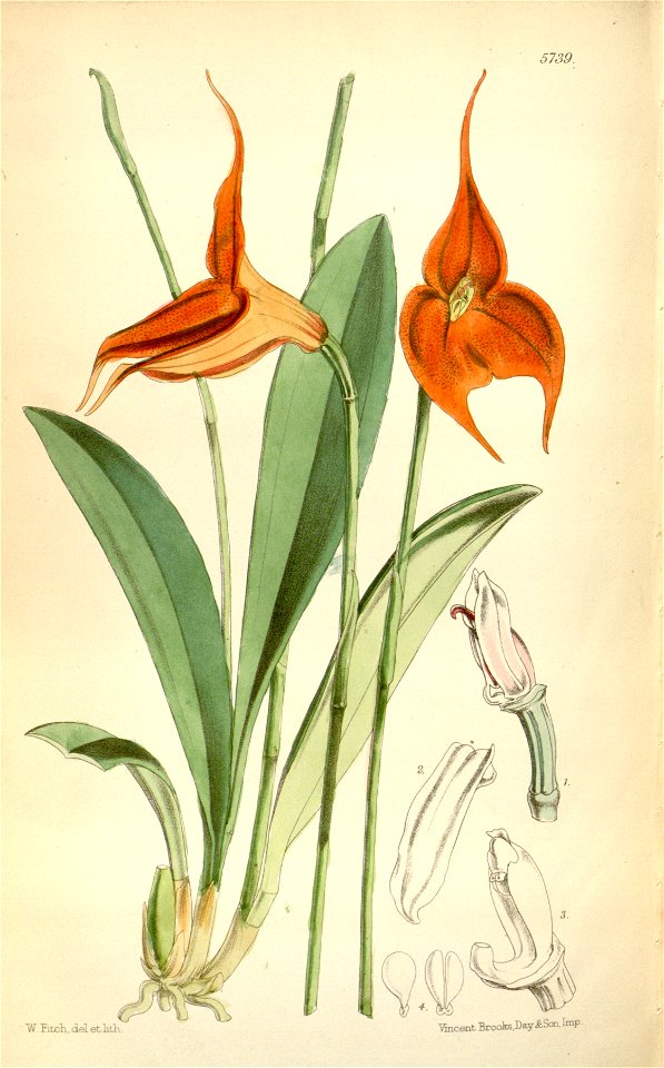 Masdevallia veitchiana - Curtis' 94 (Ser. 3 no. 24) pl. 5739 (1868)