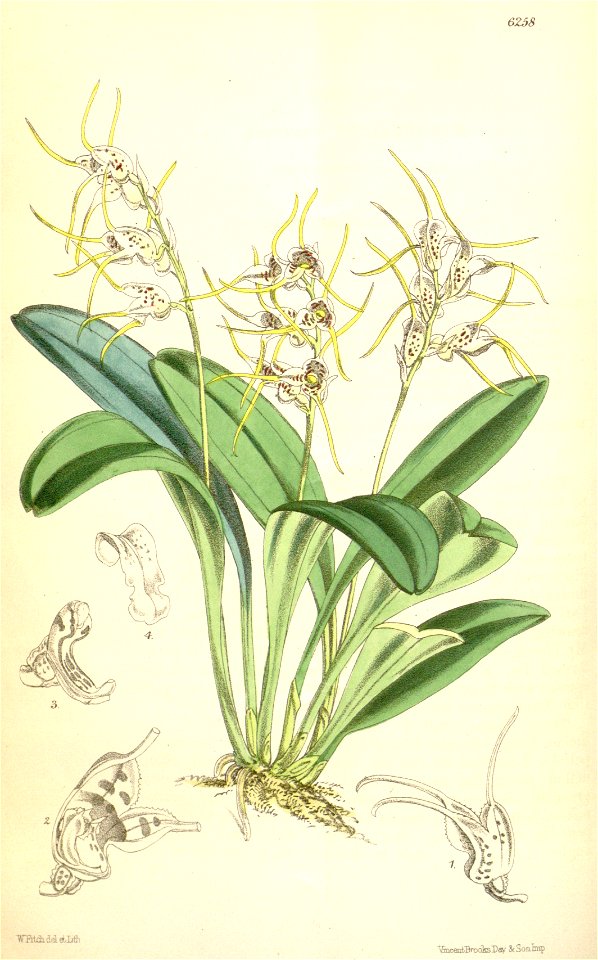 Masdevallia melanopus (as Masdevallia polysticta) - Curtis' 102 (Ser. 3 no. 32) pl. 6258 (1876)