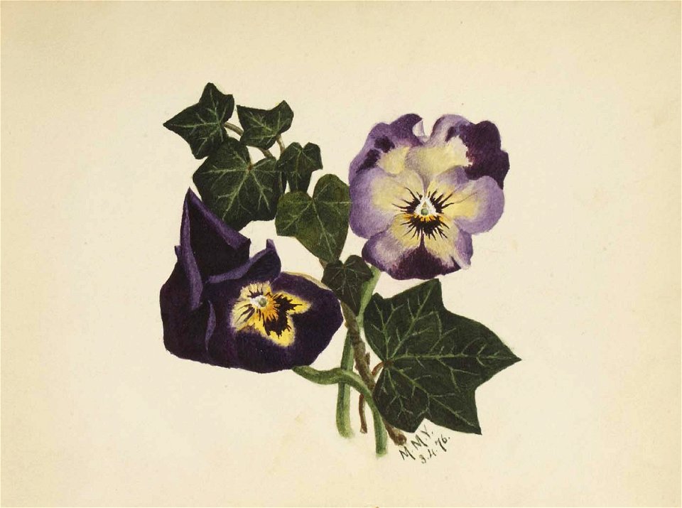 Mary Vaux Walcott - Untitled (Pansies and Ivy) - 1970.355.794 - Smithsonian American Art Museum