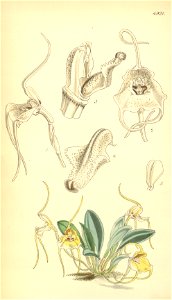 Masdevallia wageneriana - Curtis' 82 (Ser. 3 no. 12) pl. 4921 (1856)