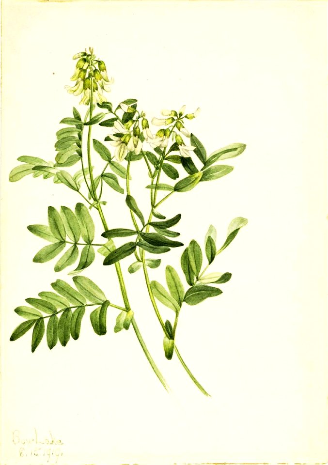 Mary Vaux Walcott - Untitled-Plant Study - 1970.355.237 - Smithsonian American Art Museum