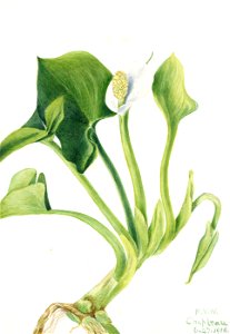 Mary Vaux Walcott - Wild Calla (Calla palustris) - 1970.355.467 - Smithsonian American Art Museum