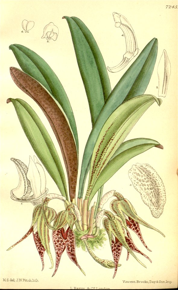 Masdevallia leontoglossa - Curtis' 118 (Ser. 3 no. 48) pl 7245 (1892)