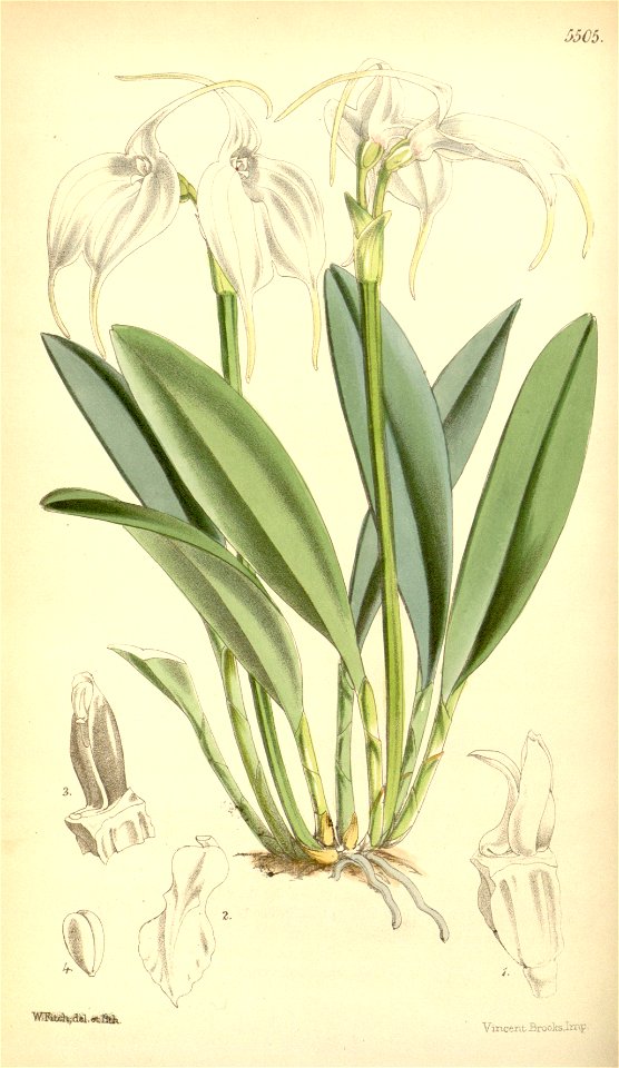 Masdevallia tovarensis - Curtis' 91 (Ser. 3 no. 21) pl. 5505 (1865)