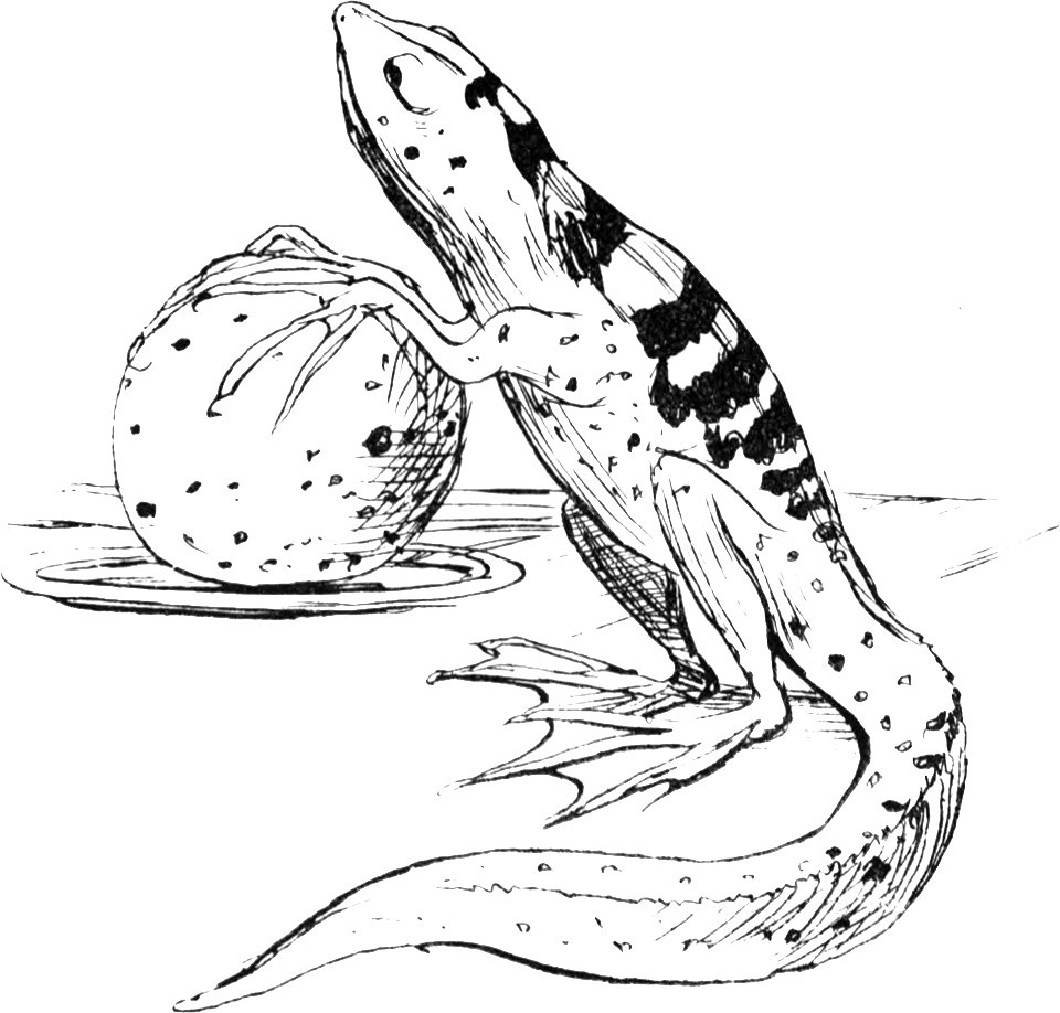 More Nonsense, Pictures, Rhymes, Botany, etc. (1872), The Nutritious Newt