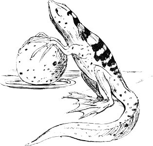 More Nonsense, Pictures, Rhymes, Botany, etc. (1872), The Nutritious Newt