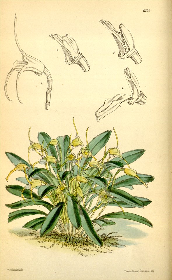Masdevallia attenuata - Curtis' 103 (Ser. 3 no. 33) pl 62373 (1877)