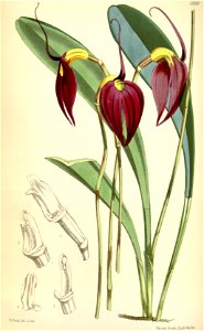Masdevallia coccinea (as Masdevallia lindenii) - Curtis' 98 (Ser. 3 no. 28) pl. 5990 (1872). Free illustration for personal and commercial use.