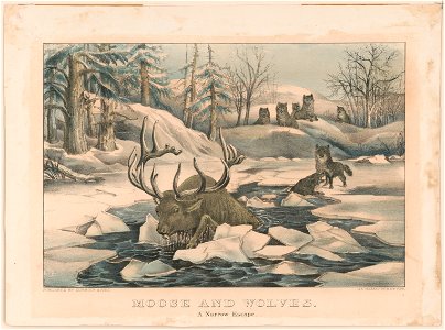 Moose and wolves a narrow escape. LCCN90708646