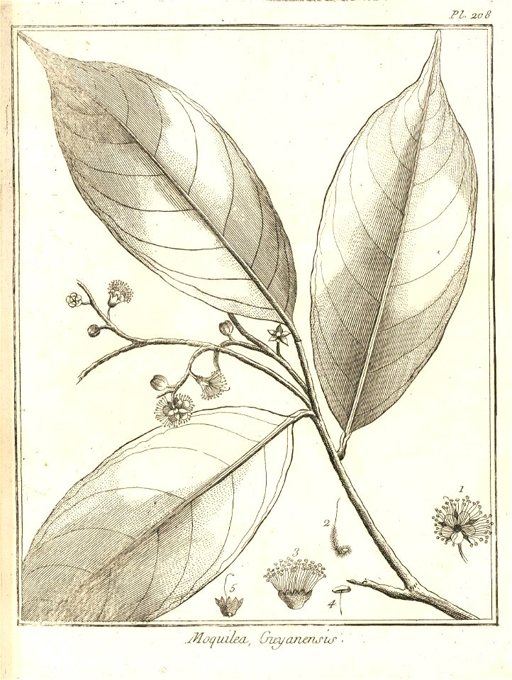 Moquilea guianensis Aublet 1775 pl 208