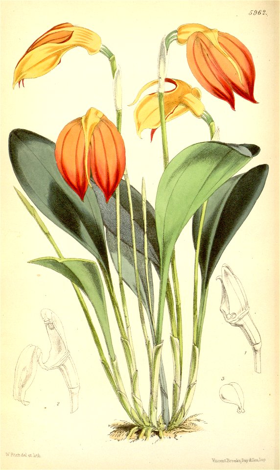 Masdevallia ignea - Curtis' 98 (Ser. 3 no. 28) pl. 5962 (1872)