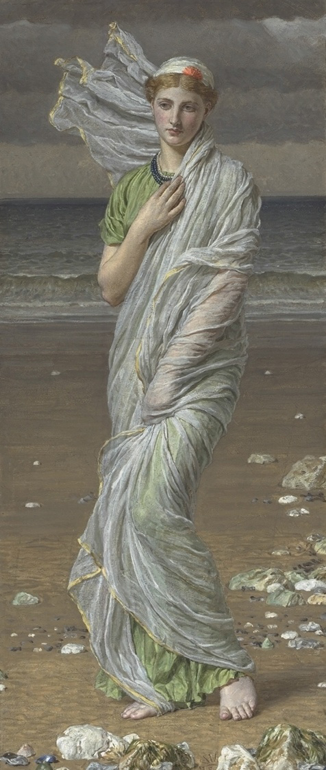Moore Seashells