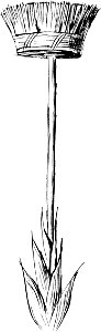More Nonsense, Pictures, Rhymes, Botany, etc. (1872), Arthbroomia Rigida