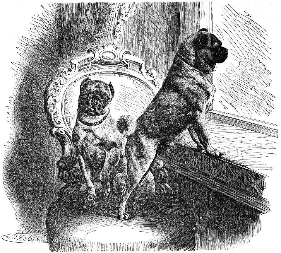 Mops-drawing