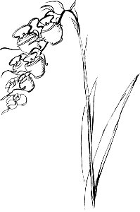 More Nonsense, Pictures, Rhymes, Botany, etc. (1872), Jinglia Tinkettlia