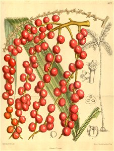 Morenia corallina 139-8527