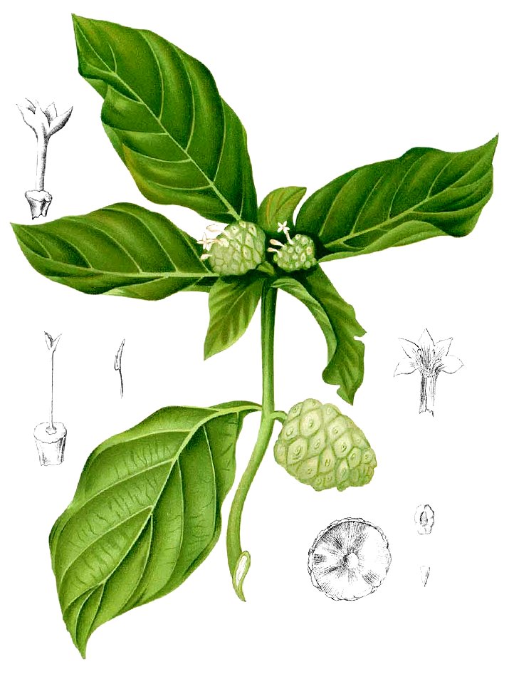 Morinda citrifolia Blanco1.52-cropped