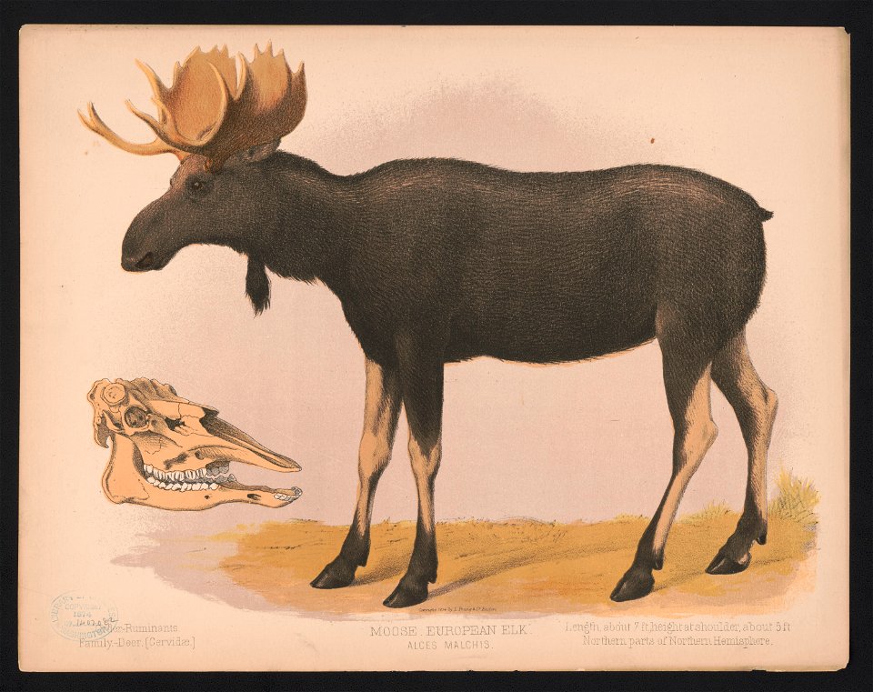 Moose. European elk. Alces malchis LCCN2017660736