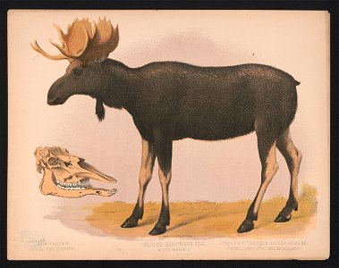 Moose. European elk. Alces malchis LCCN2017660736