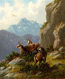 Moritz Müller - Gemsen in einer alpinen Landschaft