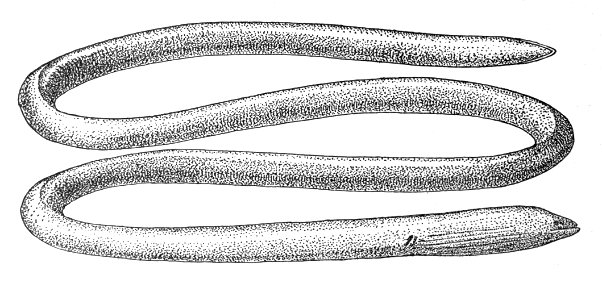 Moringuajavanica