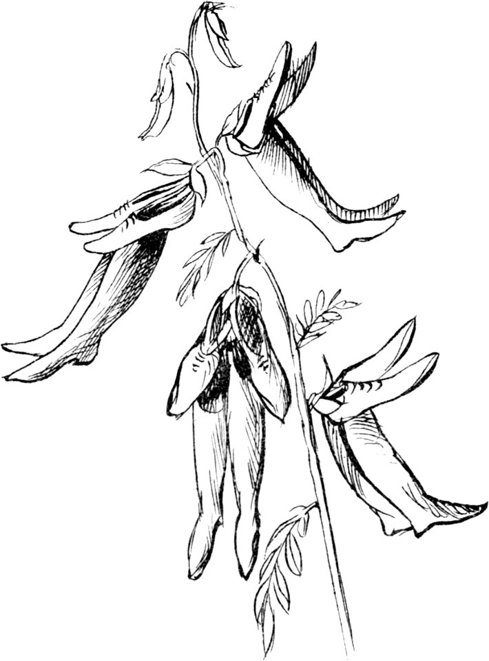 More Nonsense, Pictures, Rhymes, Botany, etc. (1872), Shoeboctia Utilis
