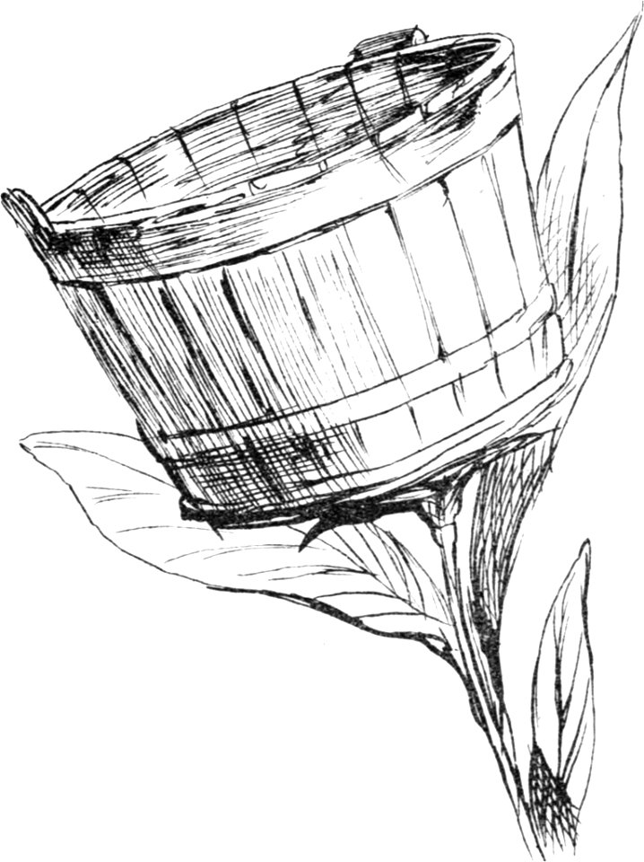 More Nonsense, Pictures, Rhymes, Botany, etc. (1872), Washtubbia Circularis