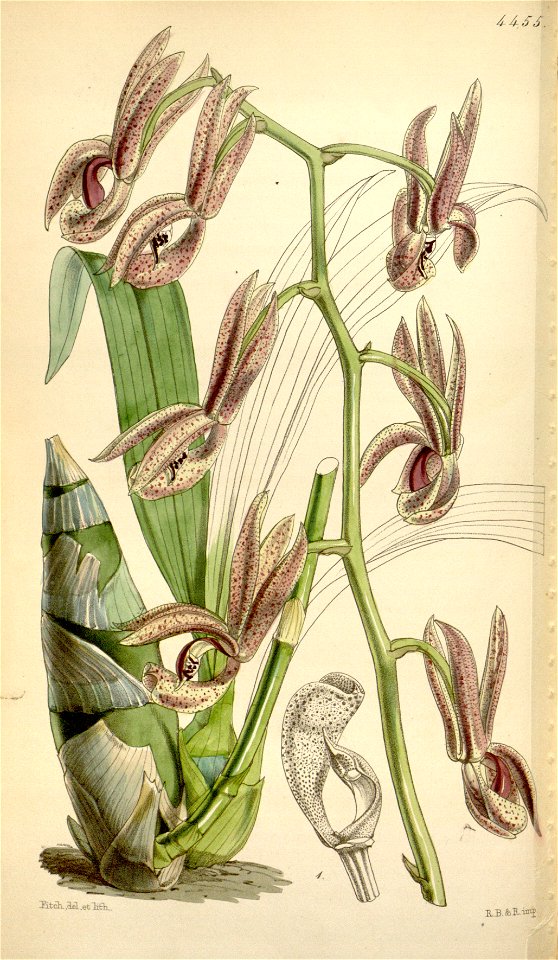 Mormodes buccinator (as Mormodes lentiginosa) - Curtis' 75 (Ser. 3 no. 5) pl. 4455 (1849)